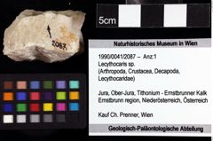 Foto (Objket + Etiketten) von Lecythocaris sp. 